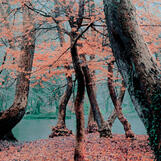bosque místico