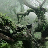 bosque nebuloso
